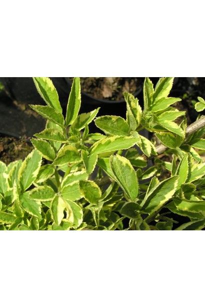 Бузина строката Варієгата 